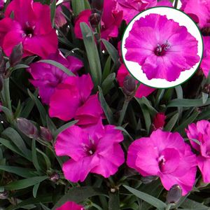 Afbeelding van Dianthus P10.5 Scully Kleurtonend